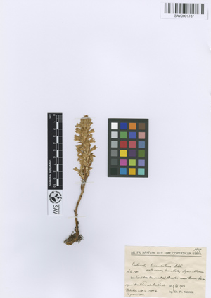 SAV0001787