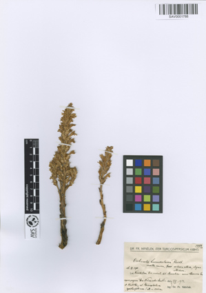 SAV0001788